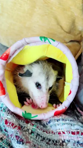 Den loves 🍎 #apple #fruit #yum #delish #snack #baby #littledude #opossum #possum #opossumsoftiktok #fyp #pettok #pets #marsupial #opossumsoftiktok #Love #trashcat #PetsOfTikTok #cutie #easymeal 
