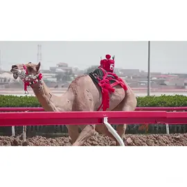 ريماس🛫🔥. #هجن_الرئاسه_هجن_العاصفه_هجن_الشحانيه #هجن_الشحانيه🔥🔥🐪_الخيلي #هجن_الاصايل_ركاب_تصميمي_رايكم_يه #هجن_العاصفه_اسطورة_عالم_الركض 