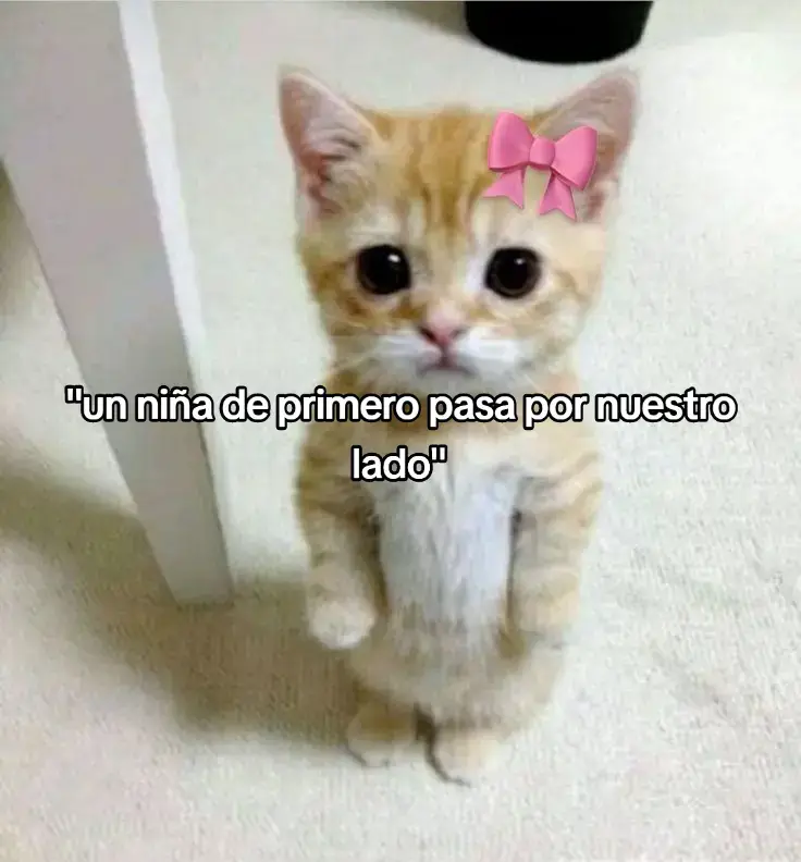 #parati #fyp #viral #humor #gatos #niña #mi #compa 