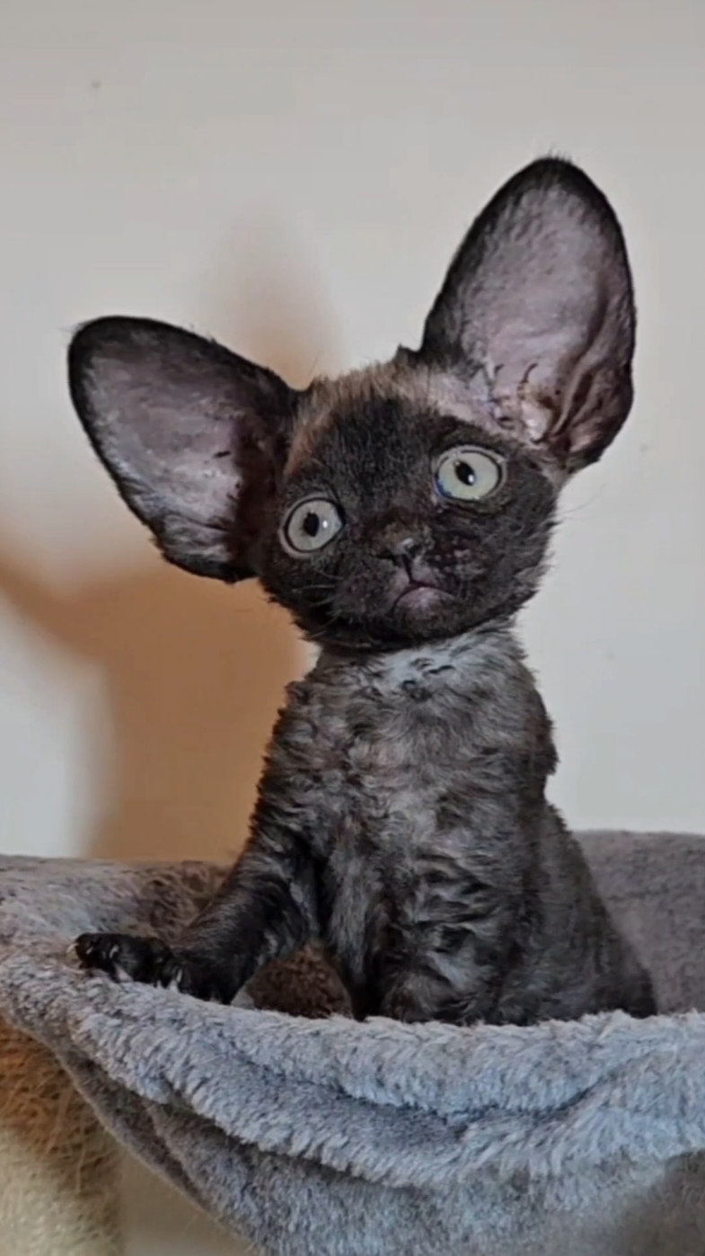 Devon rex kittens #devonrex #kittens #bigearcat #kittensoftiktok #marceltheshell 