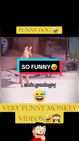 very funny dog  and monkey video 🤣🙈 #monkey  #dog #doglovers  #fun #funny  #comedia  #viralfyp  #viralvideo  #funnyvideos 