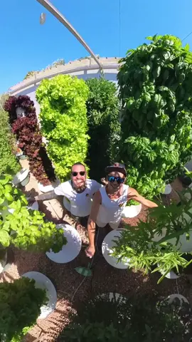 Vertical farming basil with Spicy Moustache @SpicyMoustache  Farming with aeroponic towers allows you to save 90% space and 95% water compared to conventional farming methods.  #basil #farming #agriculture #gardening #hydroponics #towergarden #aeroponics #herbs 