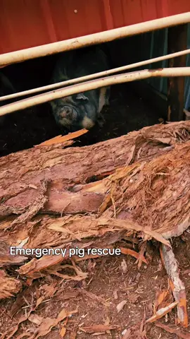 Sure glad I was there to save them from being trapped by tree bark. #kunekune #eatpork #fypシ゚viral #fypage #viral  #eatbeef #agtok #cowtok #rancher  #ranching #livestock #cattle #agriculture #calves #cowcalf #cows #beef #fyp #foryou #foryoupage 