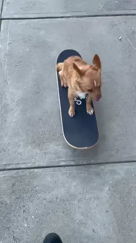 I see your 💙🐾 Chance! #fyp #explore #seeyourheart #dogsoftiktok #dogonskateboard #สปีดสโลว์ #สโลว์สมูท 