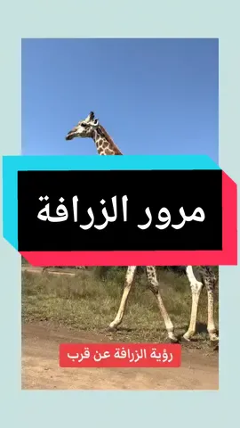 رؤية الزرافة عن قرب ‎ #زرافة #giraffe #حيوانات #الغابة  #zizo_sa35 