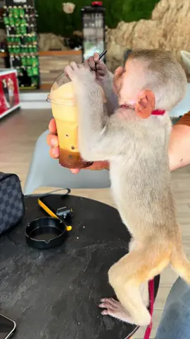 #funnyvideos #fyppppppppppppppppppppppp #entertainment #mucobegabeach #Summer #ngop #viralvideo #fypシ゚viral #sarande #monkey #albania #ngop #viralvideo #fyppppppppppppppppppppppp 