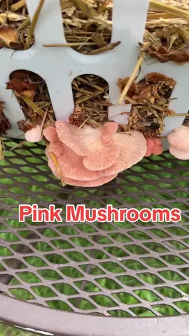 I Grew Pink Mushrooms from a Laundry Basket – Here’s How! #fyp #foryou #growyourownfood #mushrooms #garden #farm #homestead #mycology #fungi #nature #hobby #scienceexperimet #gardentok #mycelium 