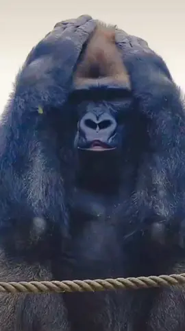 Monkey Doing Some Thing I Think He Feel The Pain In Head #monkey #monkeydluffy #monkeys #viral #shorts #tiktok 