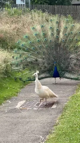 Nature is so beautiful 🥰🤣 #peacock