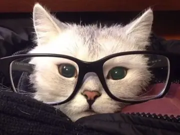 YO ESAAA   #xybca #parati #Love #gatitos #cat #glasses #anteojos #Viral #fipシ 