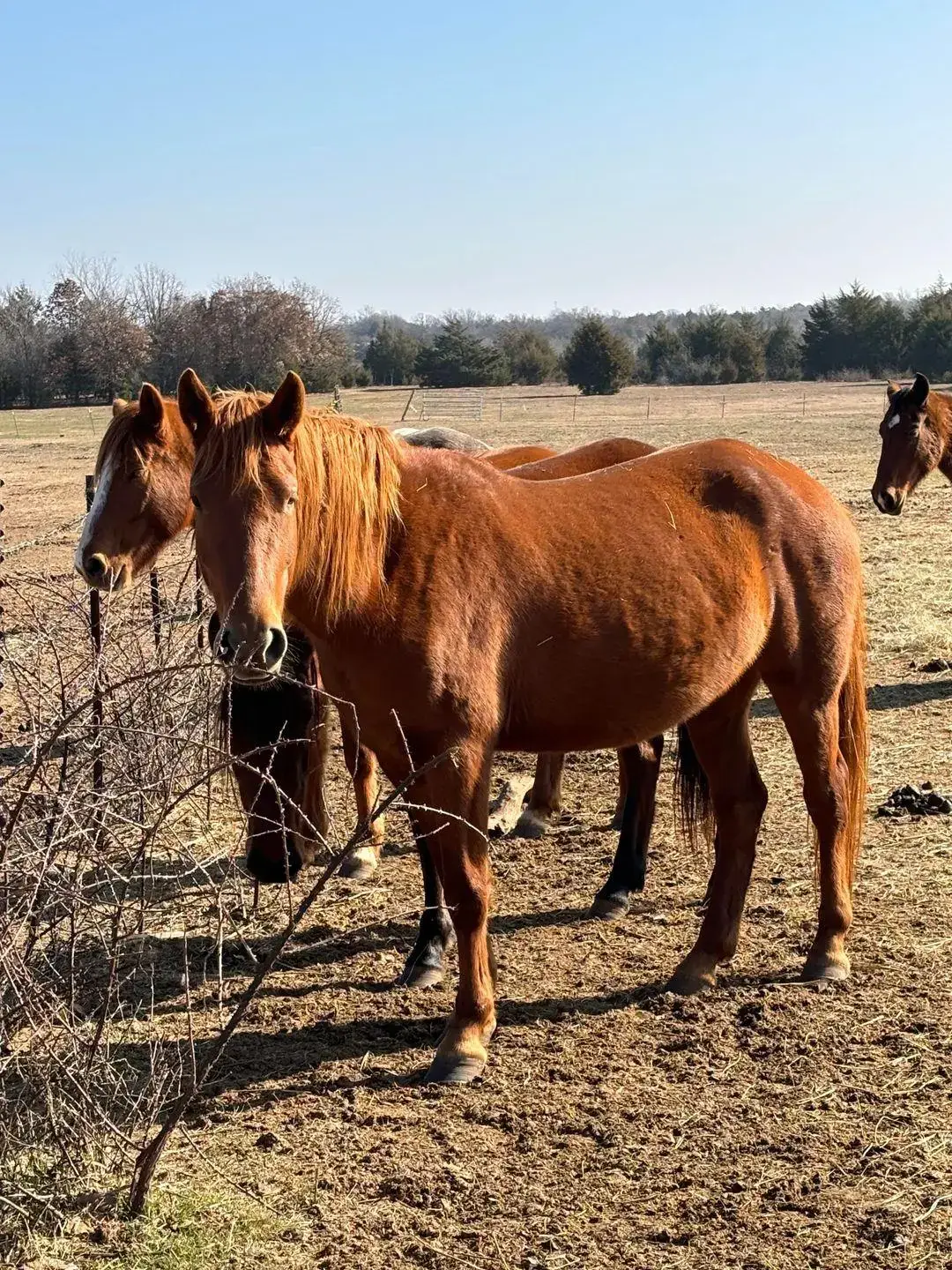 $1000 more needed for transport so these 4 #wildhorses rescued from kill pens can head to their new home to rejoin members of the same HMA  paypal #AdoptDontShop #AnimalLovers animalrescue