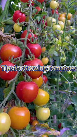 #garden #gardening #gardeningtips #farming #plant #planting #plants #outdoorgarden #tomato #tomatoes 