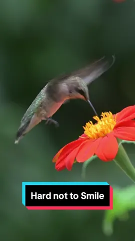 It’s hard not to smile at hummingbirds up close in slow motion. They feed in many spurts usually less than a minute then find a branch to rest. They flap their wings faster than any bird up to 4000 wingbeats / minute. Equally intriguing are the hummingbird clearwing moth.  Their straw like appendage goes deep into the flower for nectar and then curls up between uses. They almost look like a crayfish with wings. It’s super cool to see the flower through the translucent portion of the wing. #hummingbird #hummingbirds #hummingbirdmoth #clearwinghummingbirdmoth #birdlover #naturebeauty #wildlifephotography 