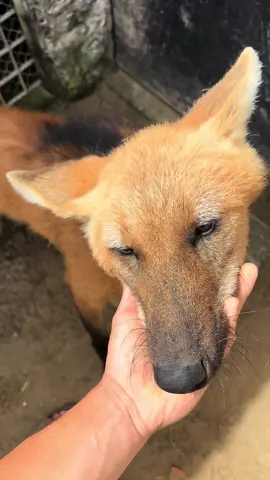 Esse aqui de lobo só tem o fucinho, Guaraná só tem manha 