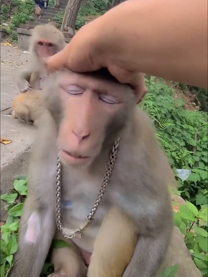 His faces are priceless 😂 #monkeys #weirdanimals #funnyanimalsvideo