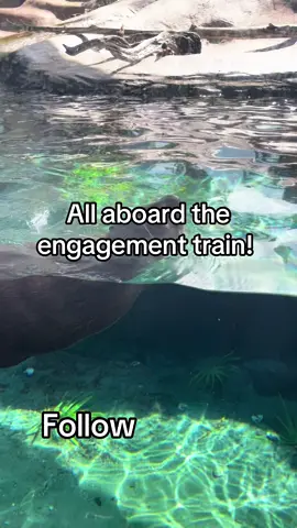 This #engaging train is WORKING!  #besties #friends #team #growth #shop #engage #roadto10k #viral #aquarium #repost #comment #checkoutmypage #ttshop #fyppppppppppppppppppppppp 