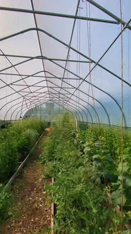 🌞✨ A little garden magic on this summer day from the Northland greenhouse with the student garden crew! #NorthlandCollege #Greenhouse #CampusLife #CollegeCampus #Gardening #Farming #SustainableAgriculture #LiberalArtsCollege #College  