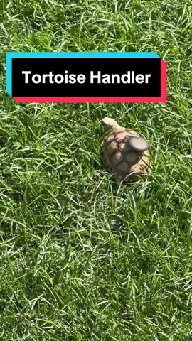 The Callejera lost her privileges. Had to airtag that ass.  #foryoupage #foryou #foryouu #viral #sulcata #tortoisesoftiktok #sulcatatortoise #airtag #escape #traviesa #animals #animales #tortuga #apple #fypシ゚viral #fyppppppppppppppppppppppp #fypp #funny #funnyvideos #funnyanimals #chistoso #crazy