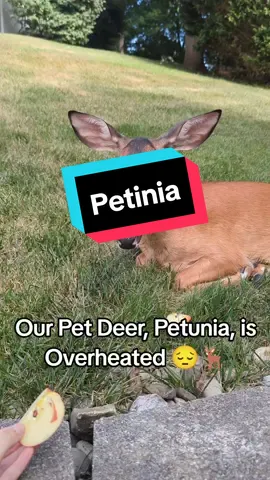 Replying to @lexinichole07 Poor Petunia has been in my side yard in the shade for a long time just trying to beat the heat 🥵. I brought her some goodies to help 😔. #Wildlife #Deer #WestVirginia #Wildanimal 