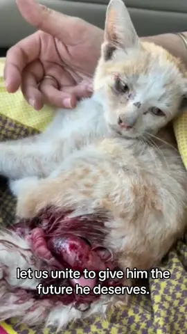 If the necessary funds cannot be raised, the heart-wrenching decision to end Misho's pain may be the only remaining option. #cat #fyp #fypviral #fypシ #fypage #foryou #foryoupage #viral #catsoftiktok #catlover #cattok #catlovers #rescue #rescuecat #rescueanimals #donate #savealife #kitten #fyppage #kittens 