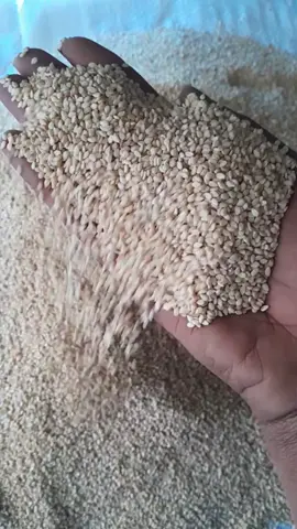 🌿 Discover the Finest Humera Sesame Seeds! 🌿Unlock the essence of quality with our premium Humera Sesame Seeds.✨ Specifications:Oil Content: 50% min.Moisture: 7% maxFFA: 2% maxColor: Pure WhitePerfect for adding a rich, nutty flavor to your dishes. Elevate your cooking with the best! Order now and experience the difference. 🌱 https://wa.me/message/R2ZKJ5UZBHSQH1 +251903900090 #sesame #sesamestreet #pulse #oilseeds #globaltrade 