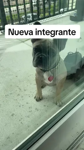 #airfilter #airpurifier #frenchbulldog #fypageシ #fypシ゚viral 