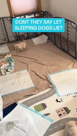 Puppy wakeup call! #goldenpuppy #goldenretriever #goldensoftiktok #puppytiktok #puppytok #goldenretrieverlife #puppy #goldenretrieverpuppy #goldenretrievers #puppydog #puppylove #funnydog #cutedog #puppys 
