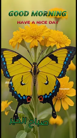 🌻 തനിച്ച് ഒരു യാത്ര പോവണം, 🌻ഒരു പാട് മനുഷ്യരെ കാണണം,  🌻അവരുടെ ജീവിതം പഠിക്കണം.  🌻മനസ്സിൽ അടിഞ്ഞു കൂടിയ സങ്കടങ്ങളുടെ ഭാണ്ടക്കെട്ടുകൾ 🌻അവിടെ ഉപേക്ഷിക്കണം, 🌻ജീവിതം എന്താണെന്ന് പഠിക്കണം,    🌻യാത്രയിൽ കാണുന്ന  🌻ഒറ്റപ്പെട്ടുപോയ ആയിരങ്ങളുടെ 🌻ജീവിത കഥകൾ കേൾക്കണം,  🌻കുറച്ചു നേരം അവരുടെ കൂടെ ഇരിക്കണം,  🌻പറ്റുമെങ്കിൽ അവരെ ഒന്ന് കെട്ടിപിടിക്കണം, 🌻കൂടെ ഒരാളെങ്കിലും ഉണ്ടെന്ന് 🌻ഒരു തോന്നൽ അവരിൽ ജനിപ്പിക്കണം,  🌻മനുഷ്യനായി മടങ്ങണം😊 GOOD MORNING🌹#صباح_الخير #goodmorning #nahrain #flute #flowers #butterfly 