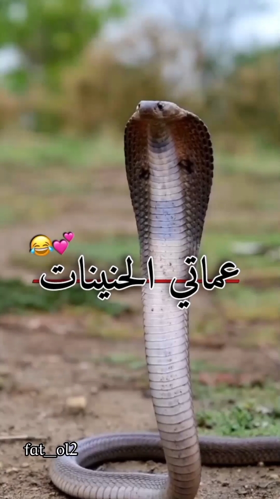 #CapCut #عماتي_🐍 #تصاميم_فطومه💞✨ #🦋😩❤️ #طشونيييييييييي🔫😂🥺🐸💞 