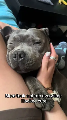 #staffordshirebullterrier #staffylove #staffysoftiktok #puppytiktok #fyppppppppppppppppppppppp #fypシ゚viral #staffypuppy #puppydog #cutedog 