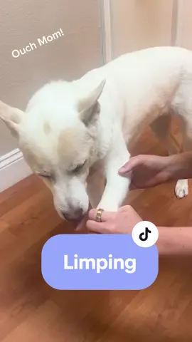 What to do if your dog is limping. I went to target for 1 hour geez! 🤦🏼‍♀️ #vet #veterinaria #vetmed #dog #dogsoftiktok #limping #acupuncture #veterinaryacupuncture 