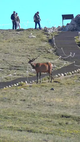 How long will it be until this rope is wrapped around a set of antlers? . . . #fyp #foryou #colorado #rockymountainnationalpark #bullelk #elk