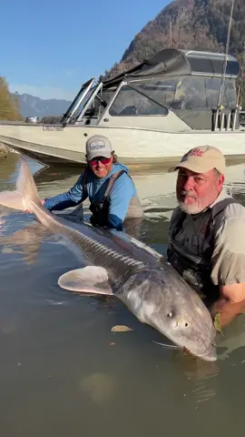 50 YEAR OLD GIANT STURGEON🤯 We were able to tag this big old Sturgeon🙌 Definitely wouldn’t have been able to do this without @yves🙏To think these majestic animals that date back before dinosaurs is mind blowing🤯Getting to interact and help tag them for scientific research was amazing😁 • • • • #wow #cool #giant #sturgeon #fish #fishing #river #monsters #wild #caught #wildlife #fun #time #with #friends #amazing animals #water #cool #video #moment #tik #tok #tiktok #tiktokanimals