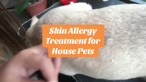 Treatment - Doggies Choice Madre De Cacao #pet #treatment #allergy #cream #tiktokfinds #fyppppppppppppppppppppppp 