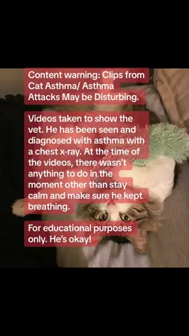 He is okay. He got a steroid shot and should be feeling much better soon. If the shot wears off quickly, then he may be switched to an inhaler. #catsoftiktok #cats #catasthma #foryou 