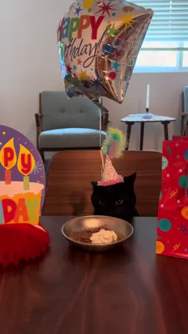 Umby got tired of his hat at the end but he is one year old!!! 🥳🐈‍⬛ #cat #catbirthday #happybirthday #firstbirthday 
