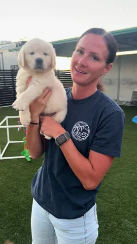 Hashtag #puppy #puppies #purebred #purebredretriever #englishcreamgoldenretriever #englishcreampuppy #englishcreamgolden #cutepuppy #puppycuddles #puppylove #puppytiktok #englishcreamretriever 
