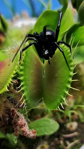 The spidey sense was strong with this one!!  . . . . Carnivorous plant Venus fly trap missed a meal closing to slowly on a black widow spider.