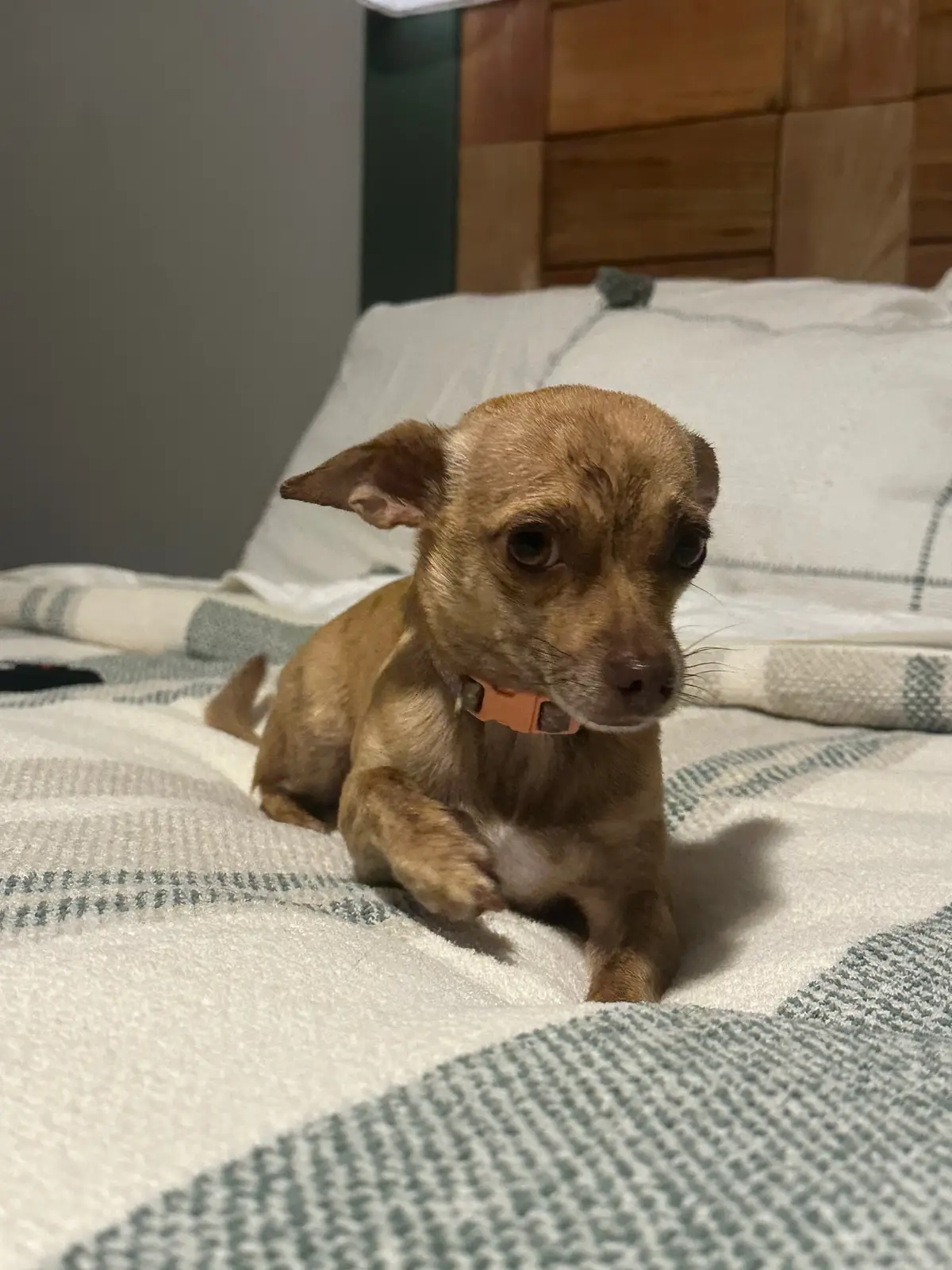 My baby girl! Valerie Sue!!#fypシ゚viral #trending #rodeto10k #100kviews #dogmom