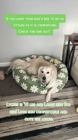 Tired of plain designed dog bed? This one will give you fresh look for your home decor. Very modern and cute design that fits perfectly in our living room, and it is comfortable! Lychee likes it and so do we! #dogbed  #goldenretriver  #homedecor  #goldenretrieverlife 