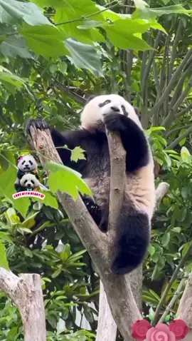 Wangjiazai(Tiểu Vương Giai): Nãi ma chơi kì quá, làm người ta hết hồn hà :)) #wangjiapanda #tauhai #PetsofDyson #cutepanda #clipvuigiaitri #gautruckhonglo #lovewithheart❤️ #cutevideo #funnyvideos #videoviral #gautruchaihuoc #panda #gautruc 