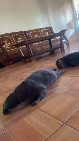 Bagian 189 | boy dan bule tidur siang sama guyss😍🥰 #otter #otters #ottersoftiktok #hewanlucu #otterlover #animals #cute #berangberang #fly #foryou #viral #4u #flypシ 