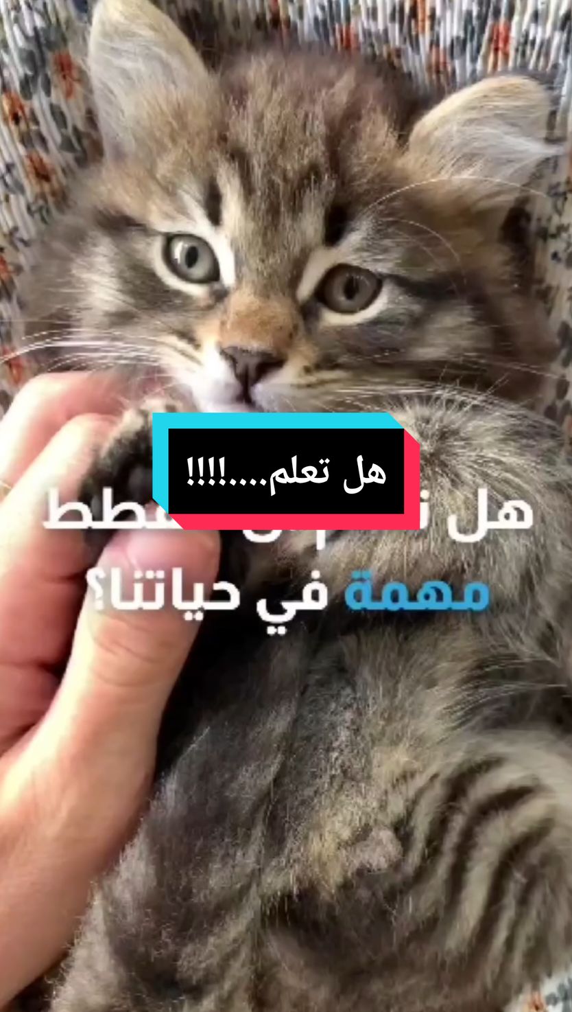 معلومات مفيده عن القطط #infoandfacts #catsoftiktok #cutecat #catsvideo #cute #cattok #catlover 