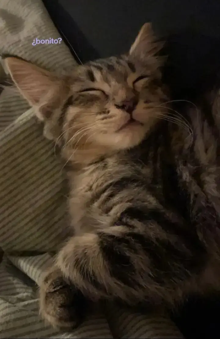 bonito es él. ┆#trend  #only  #gatitos  #muak  #gatos  #foryou  #tiktokponmeenparati  #mivida  #minovio  #j  #tiktok  #fyp  #teamo  #loveyou  #Love  #paratii  #mio  #foryu 