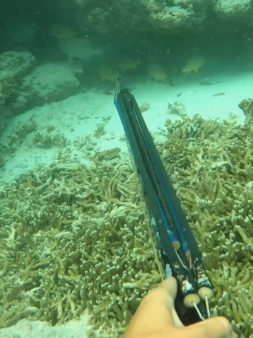 3 Fish in 1 Shot!#survival #fishing #bushcraft #viralvideos