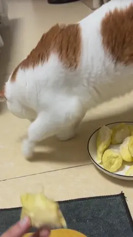 cats vs durian #fyp #cat #catsoftiktok #catlover 