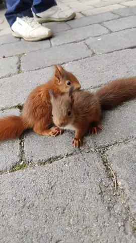 Best friends! 🐿️ 🐿️  🎥: unknown DM for credit or removal  #squirrel #squirrellove #squirrelsoftiktok #squirrels #squirrellife #squirrelphotography #squirrelfanworld #squirrelfanclub #squirrelsofig #redsquirrel #squirrelfriend #squirrelwatching #emporiumpets 