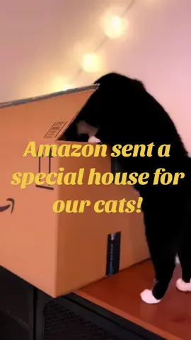 You won't believe it! Amazon sent a special house for Lilly and Cake 😺📦🏠 Watch until the end to see their reaction! 😂 #cats #amazon #viral #pets #cute #surprise