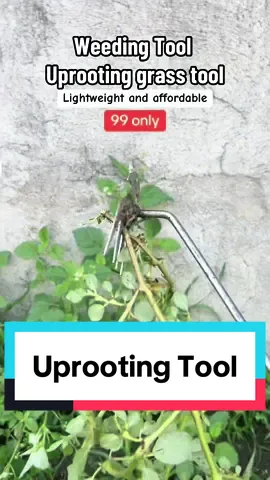 Replying to @Remy1662 weeding uprooting tool steel #weedingtool  #uprootingtool #weedinghoe #hoe #grassuprootingtool #gardentools #toolsforgardens #weedingtoolsteel 