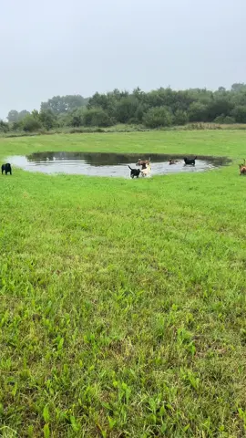 Nellies first proper outing off the lead, #gsp #germanshorthairedpointer #labradorretriever #chocolatelab #foxredlab #yellowlab #blacklabsquad #training #teampureflax #cockerspaniel #gundogtrainer  #slingleygundogs #pickingupteam  #instavideo